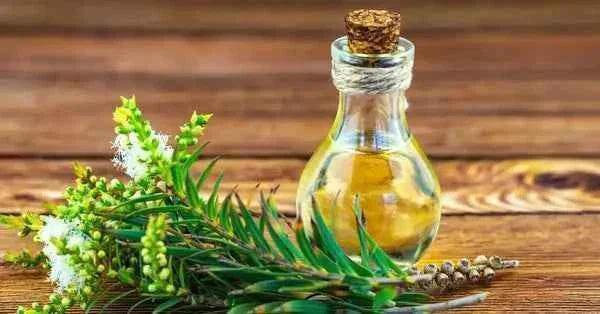 Les Huiles Essentielles